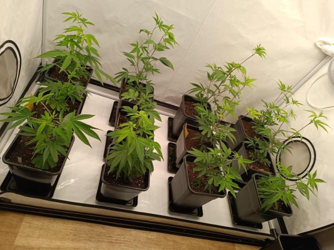 Juicy Flavours Grow #003. Week 4