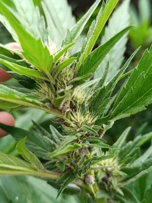 Outdoor Grow for WPFF 2026. Week 16 - Tropicana Cookies 