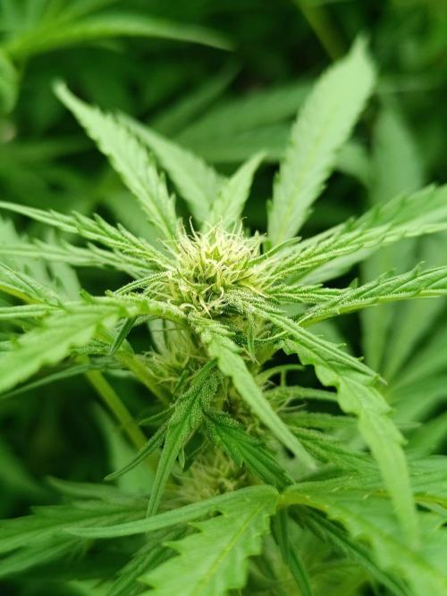 Outdoor Grow for WPFF 2026. Week 16 - Orange Sherbet