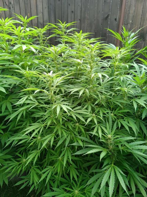 Outdoor Grow for WPFF 2026. Week 16 - Orange Sherbet