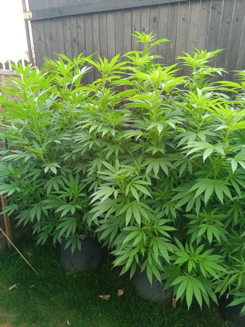 Outdoor Grow for WPFF 2026. Week 16 - GMO