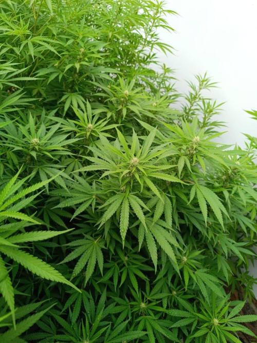 Outdoor Grow for WPFF 2026. Week 16 - Pink Guava #2