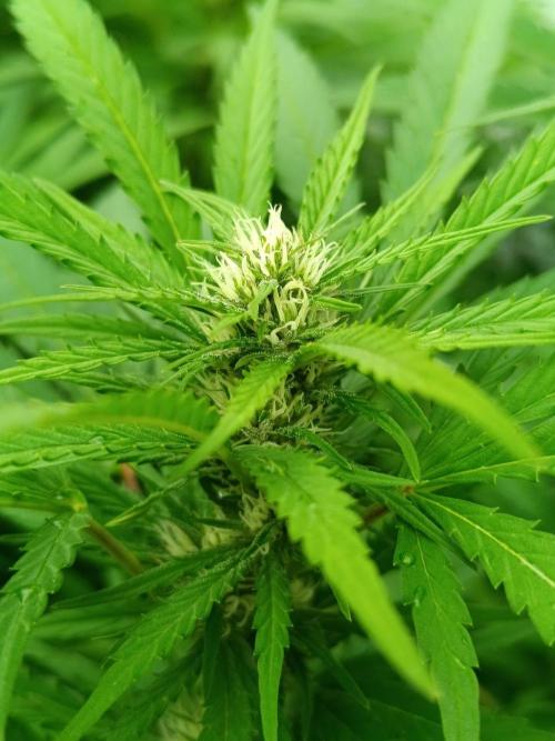 Outdoor Grow for WPFF 2026. Week 16 - Pink guava #2