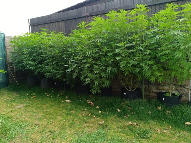 Outdoor Grow for WPFF 2026. Week 16