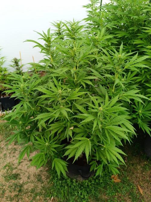Outdoor Grow for WPFF 2026. Week 16 - Mental Rainbow