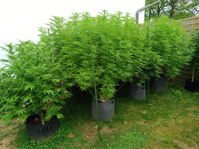 Outdoor Grow for WPFF 2026. Week 16