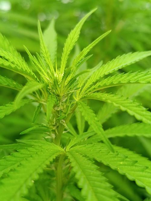 Outdoor Grow for WPFF 2026. Week 16 - Mental Rainbow