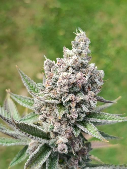 Juicy Flavours Grow #001. Week 15