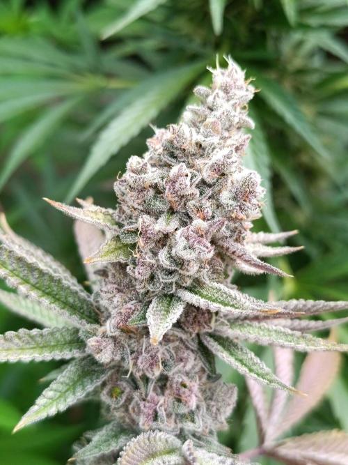 Juicy Flavours Grow #001. Week 15