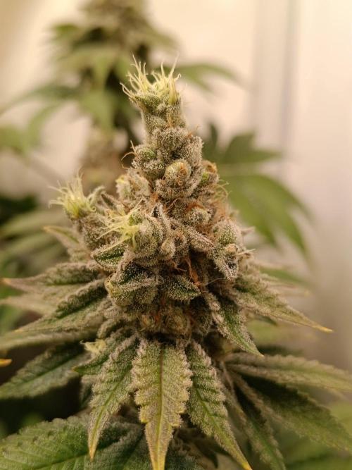 Juicy Flavours Grow #001. Week 15