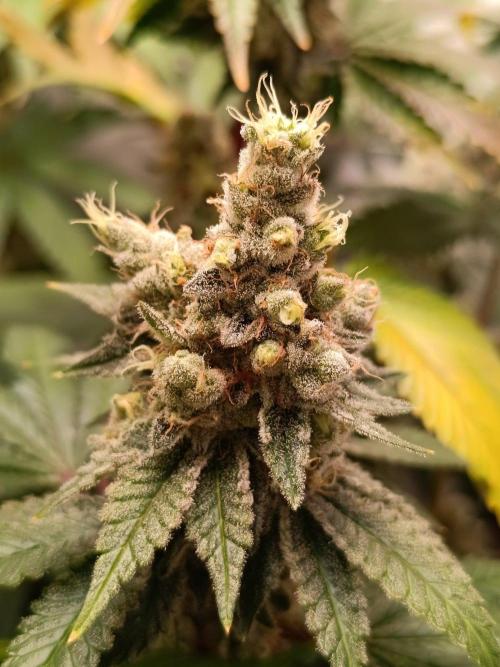 Juicy Flavours Grow #001. Week 15