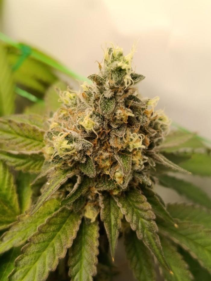 Juicy Flavours Grow #001. Week 15