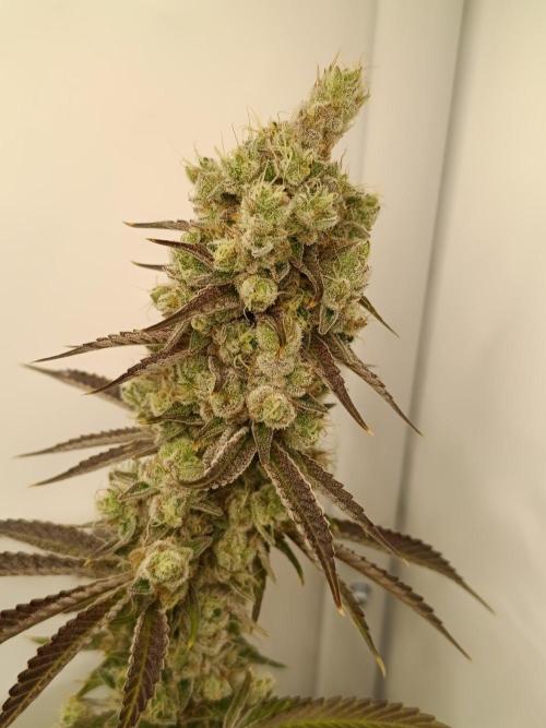 Juicy Flavours Grow #001. Week 15