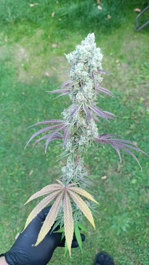 Juicy Flavours Grow #001