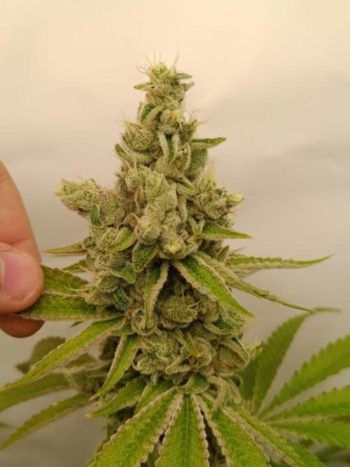 Juicy Flavours Grow #001. Week 15