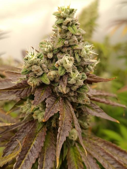 Juicy Flavours Grow #001. Week 15
