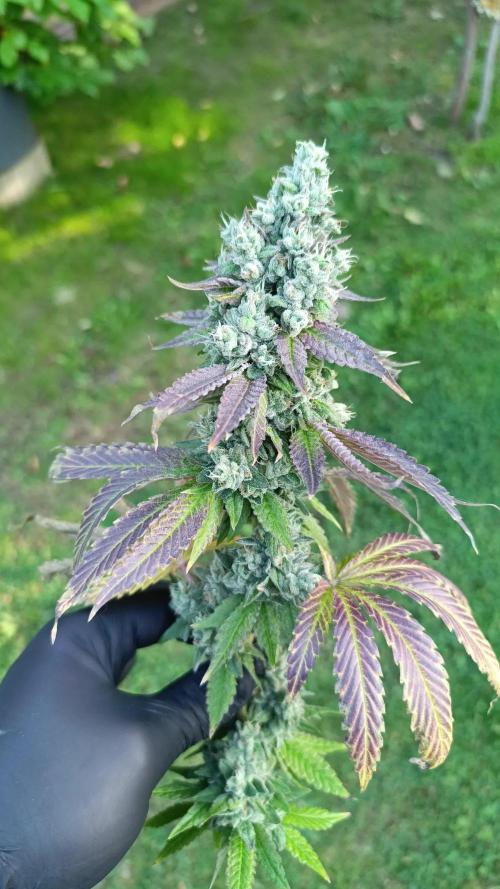 Juicy Flavours Grow #001