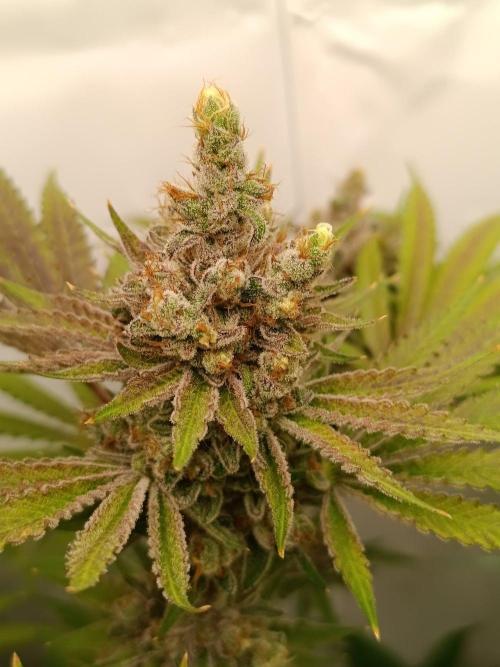 Juicy Flavours Grow #001. Week 15