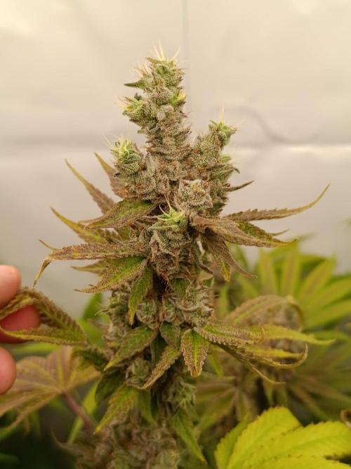Juicy Flavours Grow #001. Week 15