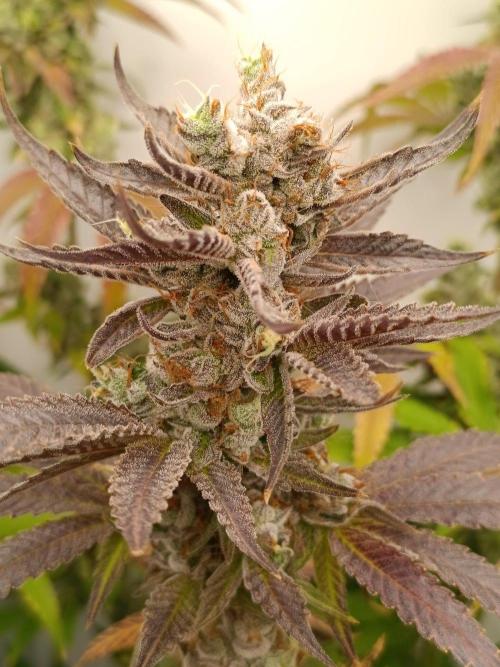 Juicy Flavours Grow #001. Week 15