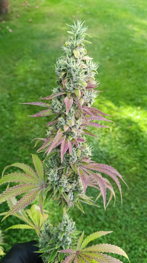 Juicy Flavours Grow #001