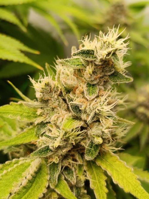 Juicy Flavours Grow #001. Week 15