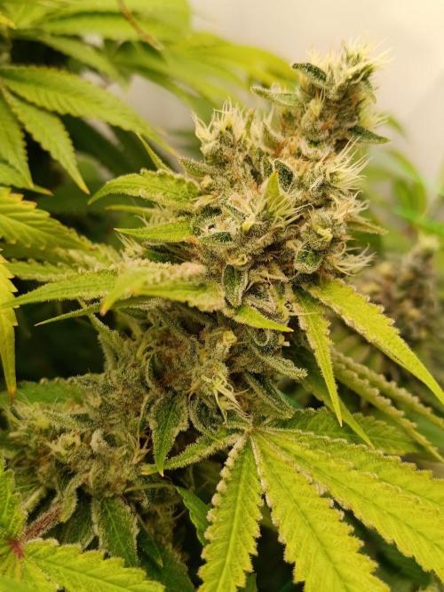 Juicy Flavours Grow #001. Week 15