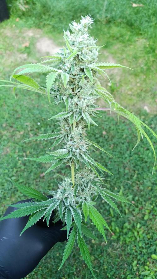 Juicy Flavours Grow #001