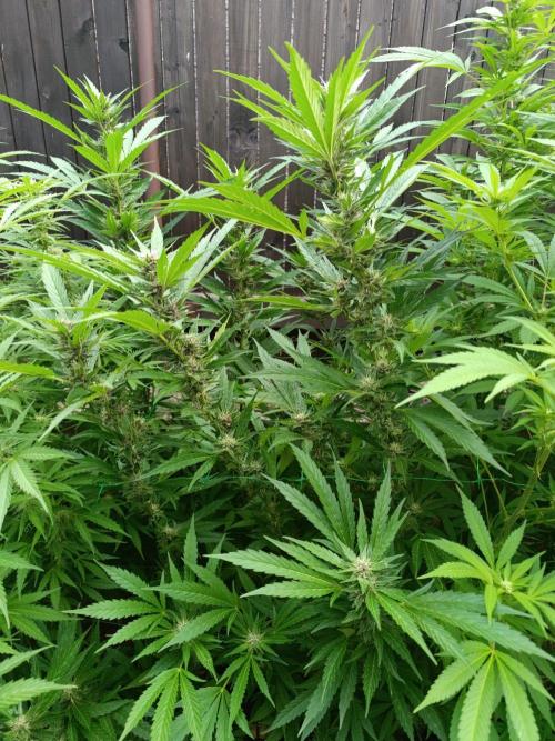 Outdoor Grow for WPFF 2026. Week 17 - Tropicana Cookies