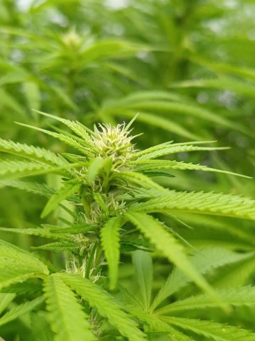Outdoor Grow for WPFF 2026. Week 17 - Mental Rainbow