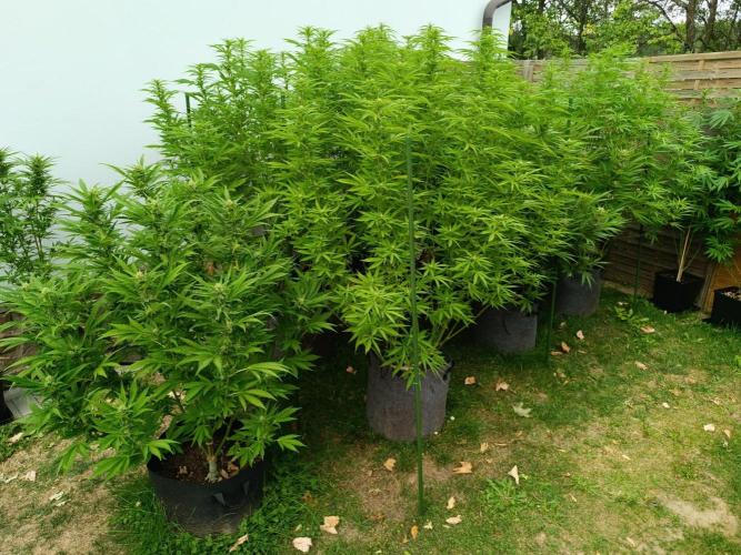 Outdoor Grow for WPFF 2026. Week 17