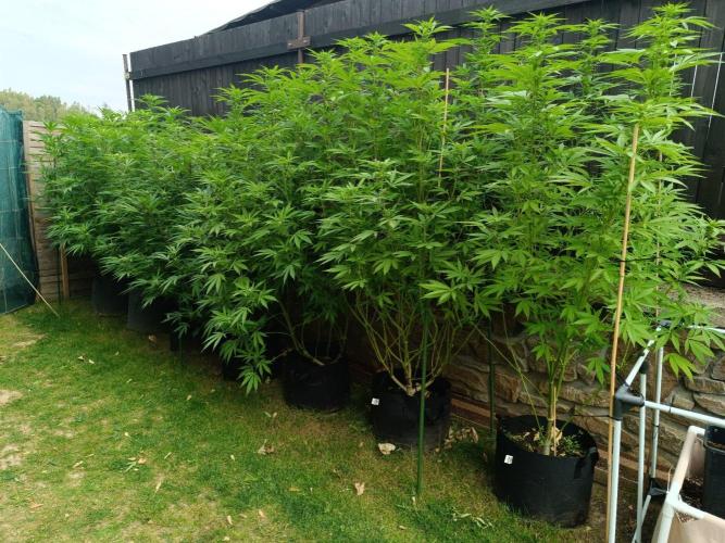 Outdoor Grow for WPFF 2026. Week 17