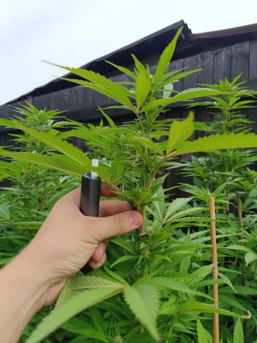 Outdoor Grow for WPFF 2026. Week 17 - Mental Rainbow