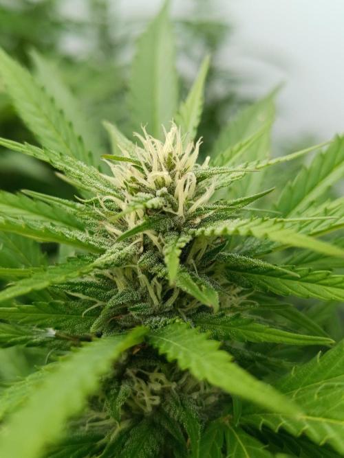 Outdoor Grow for WPFF 2026. Week 17 - Mental Rainbow