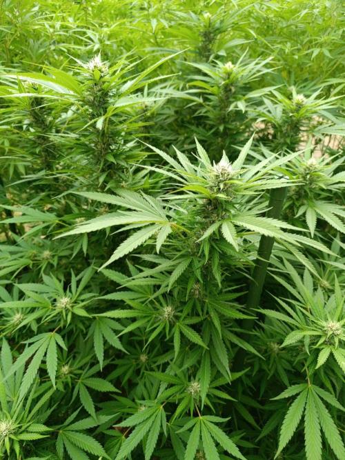 Outdoor Grow for WPFF 2026. Week 17 - Pink Guava