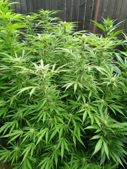 Outdoor Grow for WPFF 2026. Week 17 - Orange Sherbet