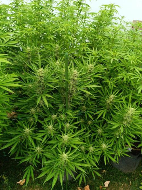 Outdoor Grow for WPFF 2026. Week 17 - Pink Guava