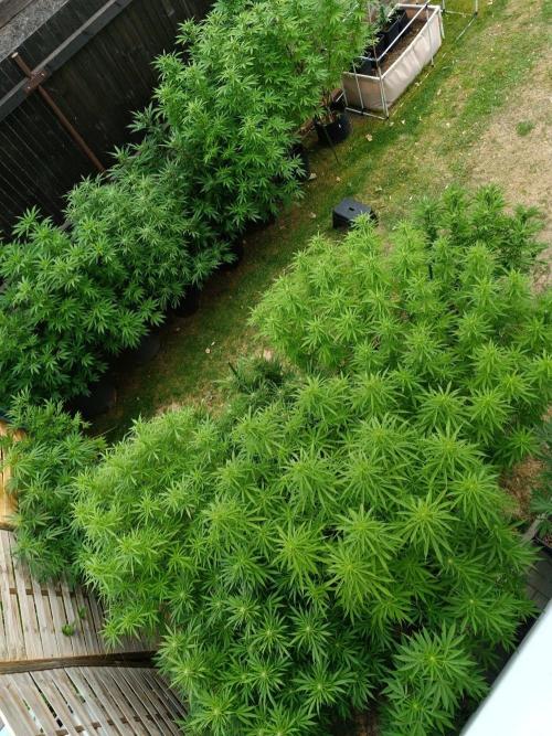 Outdoor Grow for WPFF 2026. Week 17