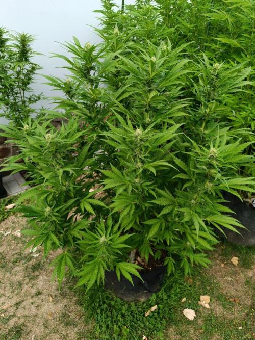 Outdoor Grow for WPFF 2026. Week 17 - Mental Rainbow