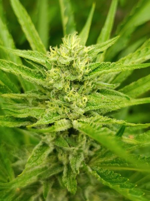 Outdoor Grow for WPFF 2026. Week 17 - Pink Guava