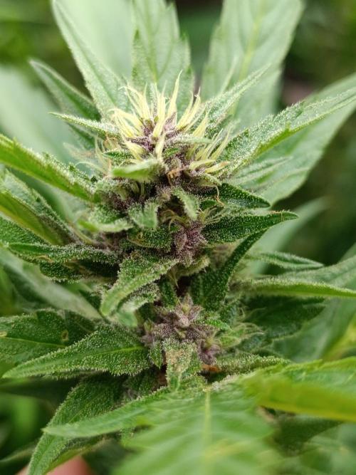Outdoor Grow for WPFF 2026. Week 17 - Tropicana Cookies