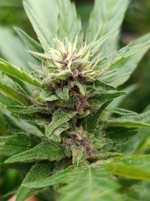Outdoor Grow for WPFF 2026. Week 17 - Tropicana Cookies