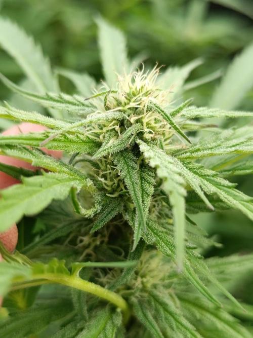 Outdoor Grow for WPFF 2026. Week 17 - Orange Sherbet