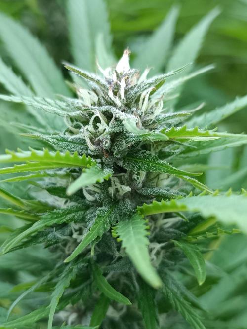 Outdoor Grow for WPFF 2026. Week 18 - Pink Guava