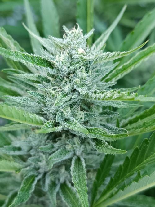 Outdoor Grow for WPFF 2026. Week 18 - Pink Guava