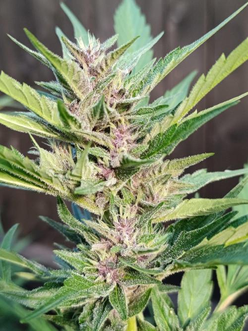 Outdoor Grow for WPFF 2026. Week 18 - Tropicana cookies 