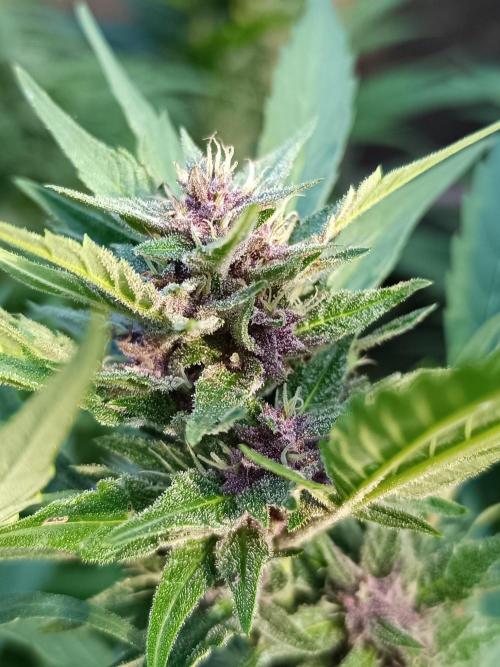 Outdoor Grow for WPFF 2026. Week 18 - Tropicana cookies 