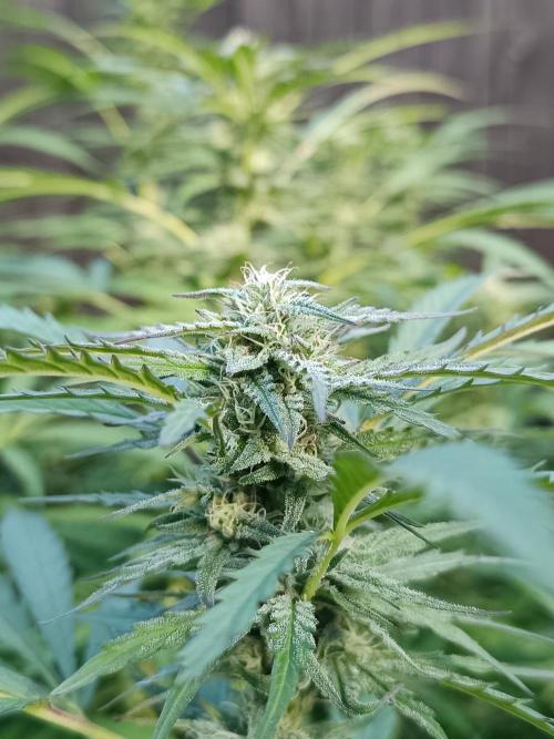 Outdoor Grow for WPFF 2026. Week 18 - Orange sherbet 