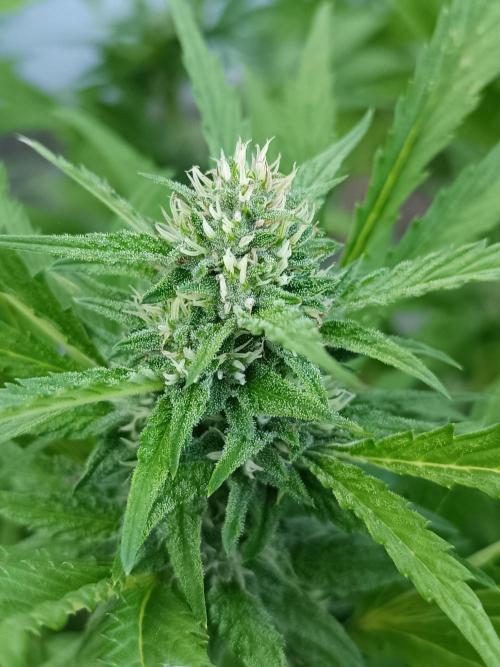Outdoor Grow for WPFF 2026. Week 18 - Mental rainbow 