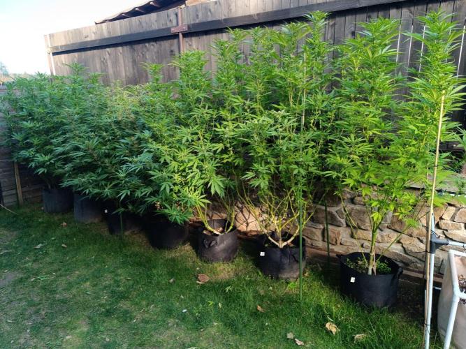Outdoor Grow for WPFF 2026. Week 18